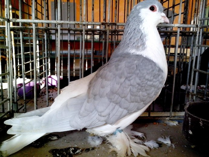 Голубь бело серый