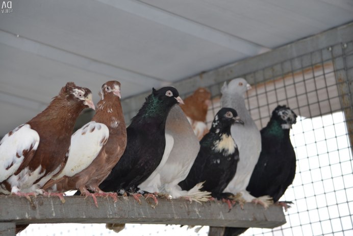 Леушковские бойные