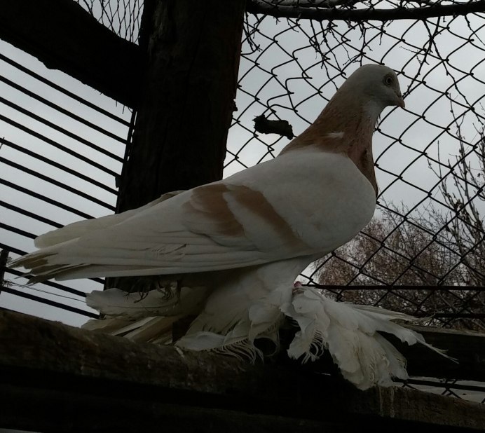 Индийские породы голубей