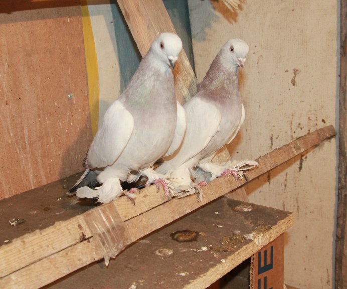 Киевские голуби порода
