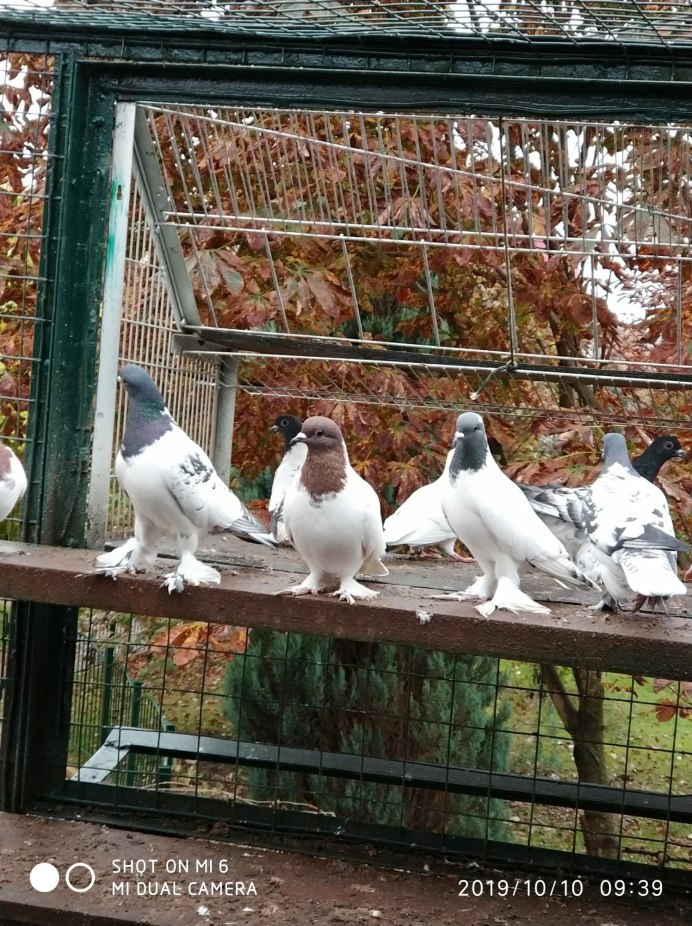 Голуби чеграши