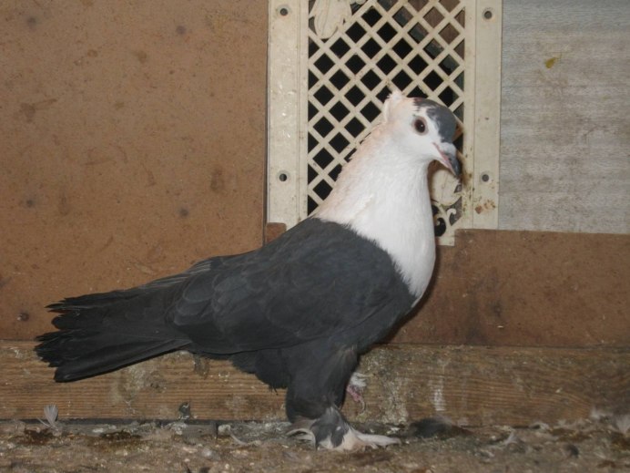 Голуби породы Богемская космоногая