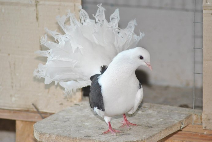 Голуби высоколетные бескружные крымские