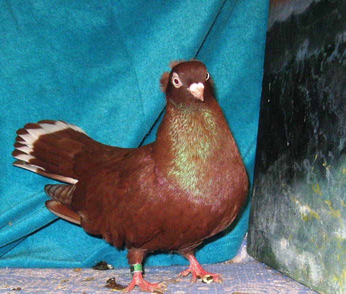 Тульские Турманы голуби