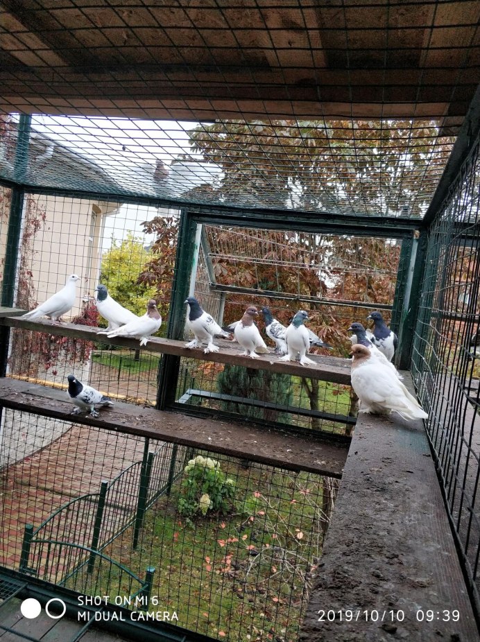 Бойные голуби Чили