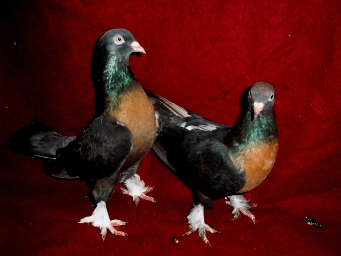 Страшные породы голубей