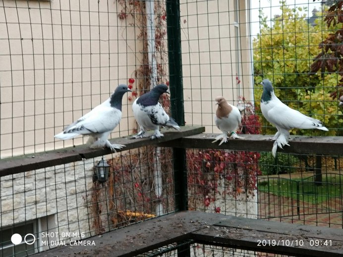 Калужский чеграш голубь