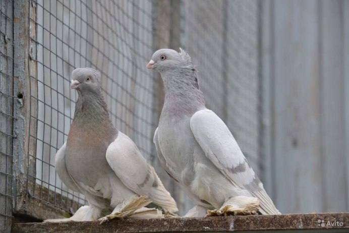 Когда день голубя в России