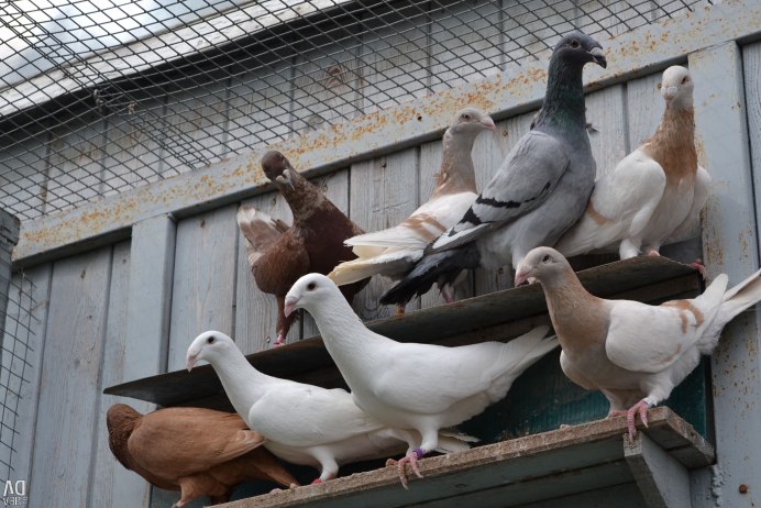 Бойные двухчубые голуби