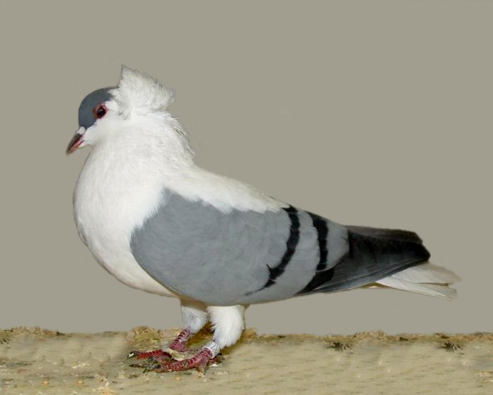 Китайская Чайка (порода голубей)