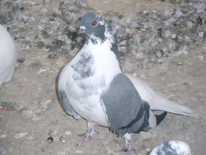 Иранцы голуби Воронежа