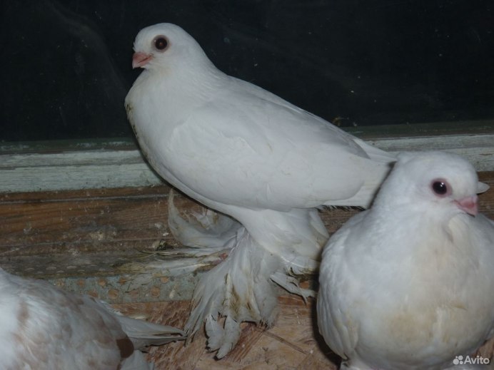 Калужский чеграш голубь