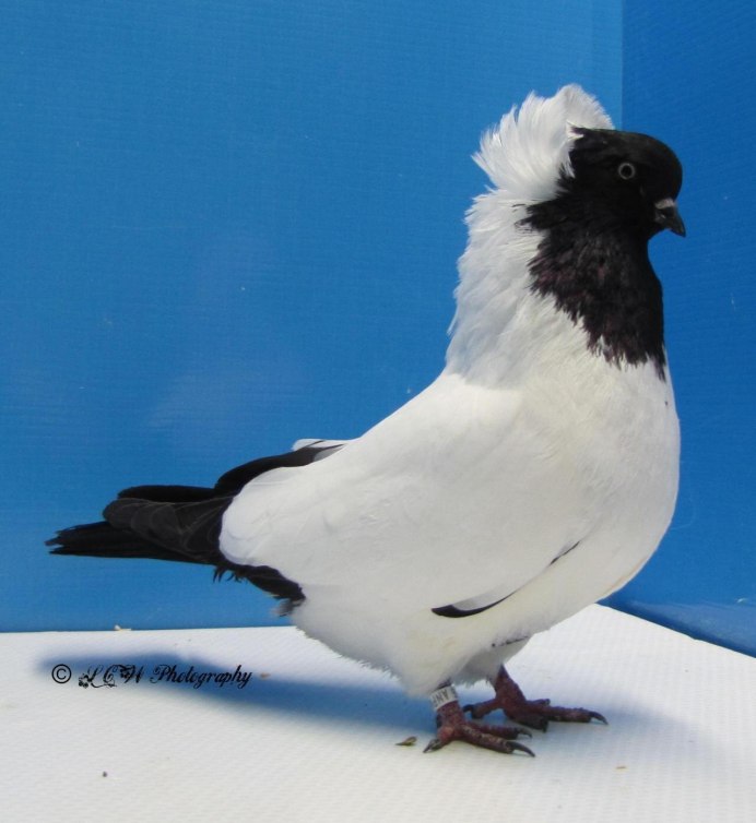 Русский выставочный почтовый голубь