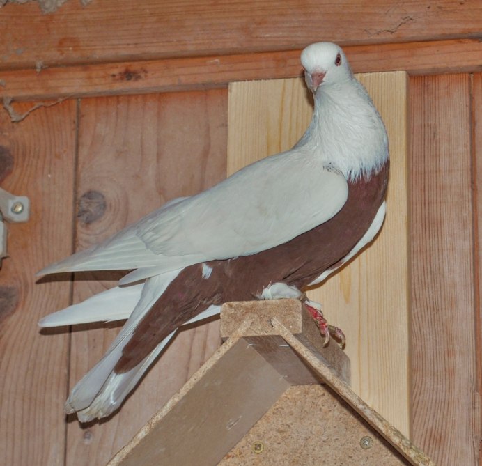 Голуби Кузбасса бойные