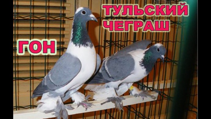 Голуби породы сорока