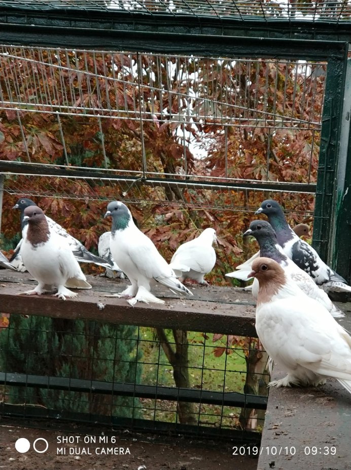 Голуби чеграши березовые