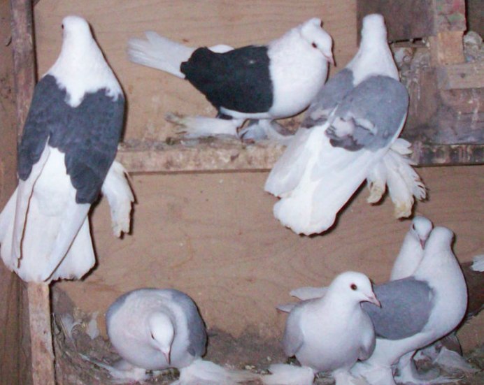 Армавирские короткоклювые бойные голуби