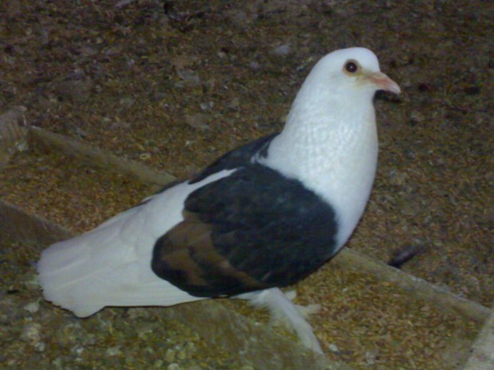 Римский великан голуби