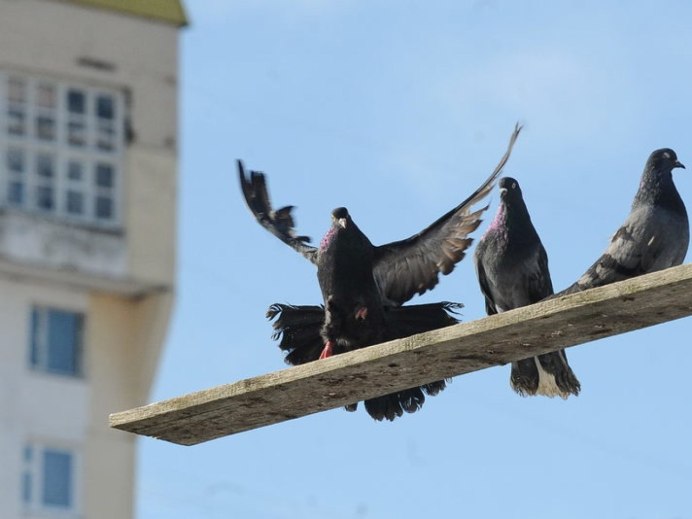 Голуби Вольские высоколетные