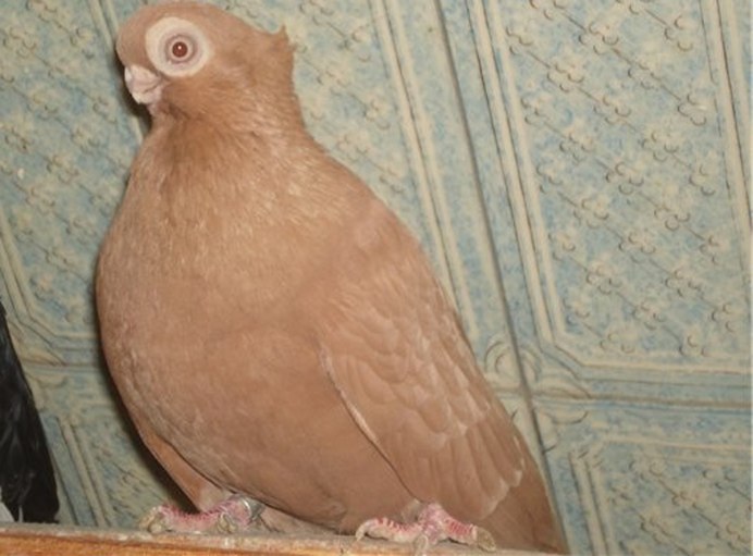 Короткоклювые бойные голуби