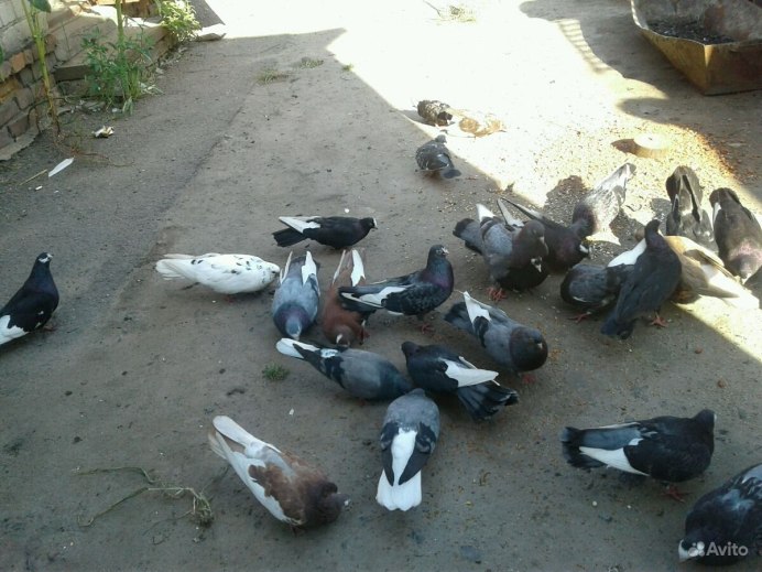 Голуби саксонский Турман