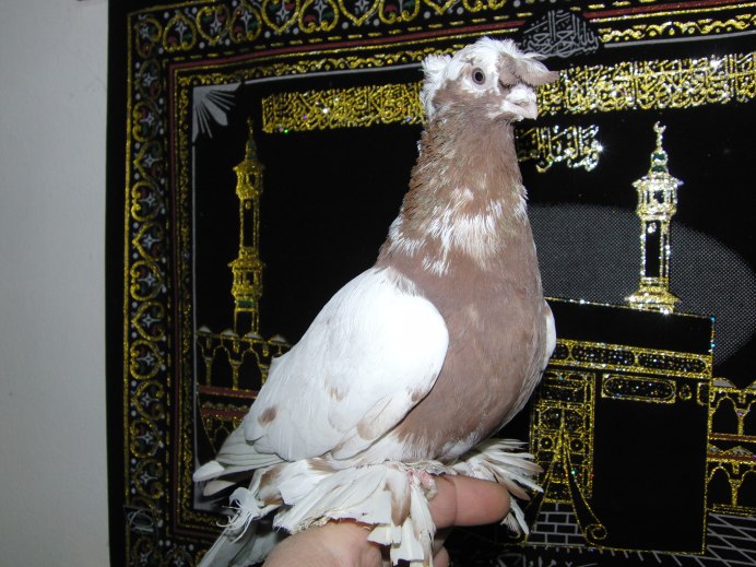 Голуби азиаты бойные