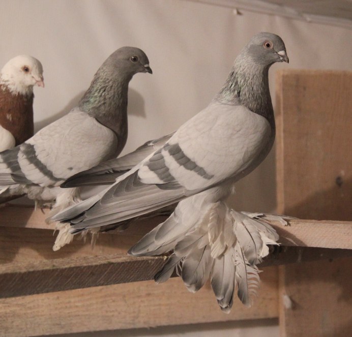 Пермские высоколетные голуби гривуны