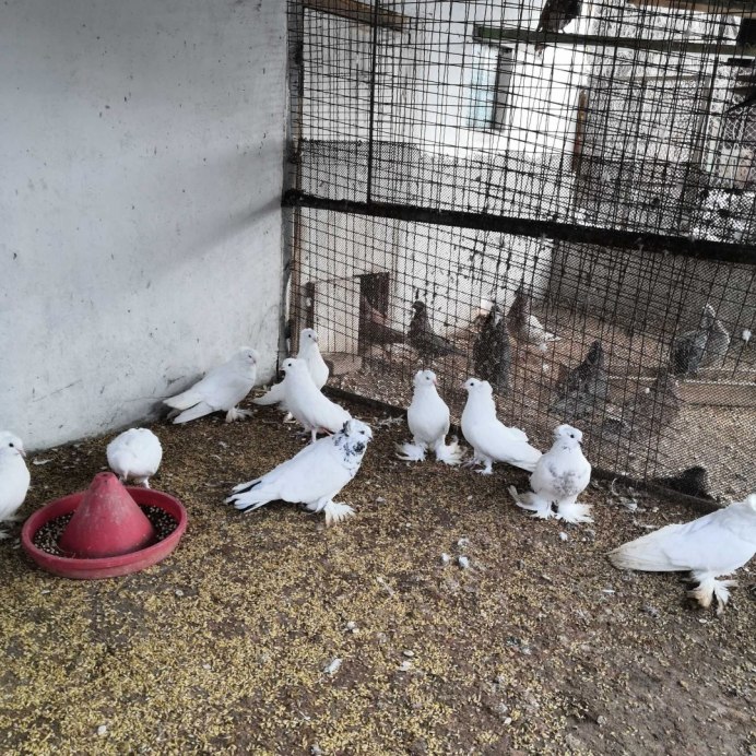 Хороший голубь