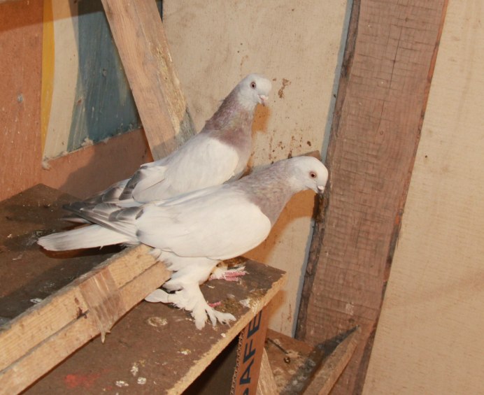 Голуби бойные турки