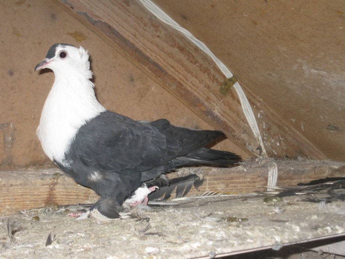 Чернохвостый чеграш