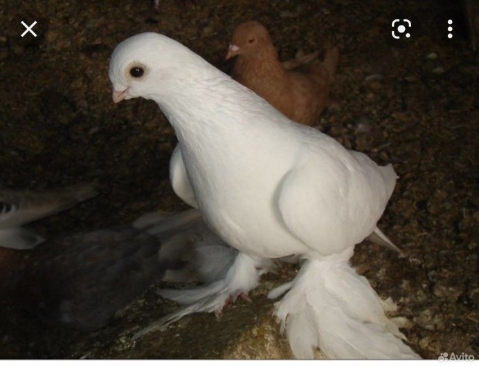 Голубь Турман белый