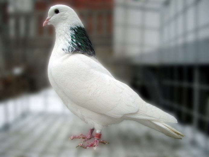 Мраморные высоколетные голуби