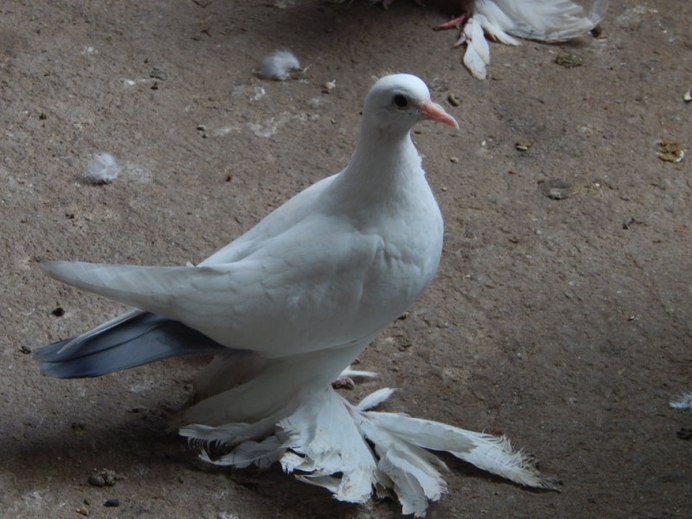 Тульские чеграши голуби бойные