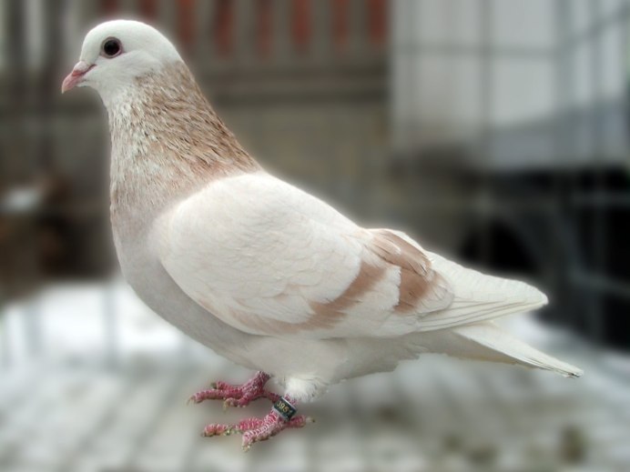 Голуби породы Чили