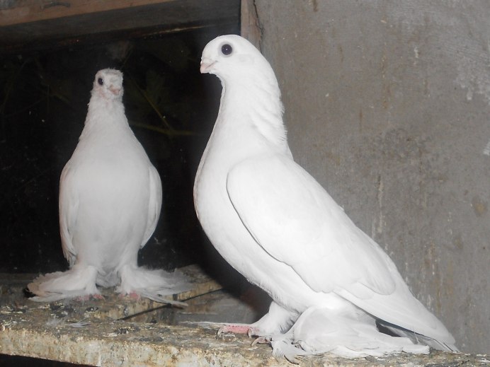 Стандарты голубей