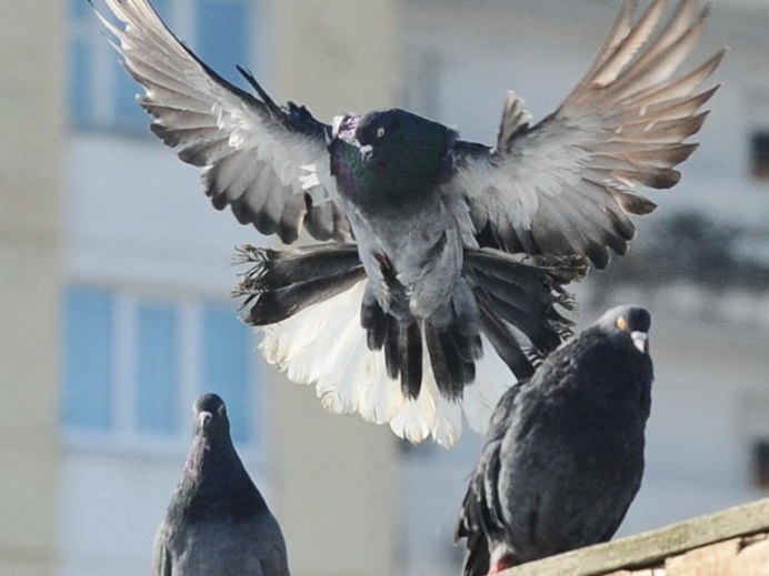 Тасман голубь двухчубые