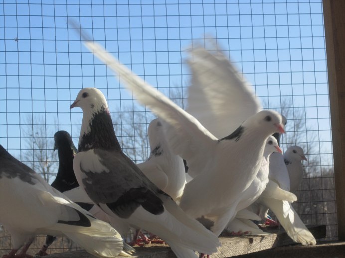 Казанские гривуны голуби