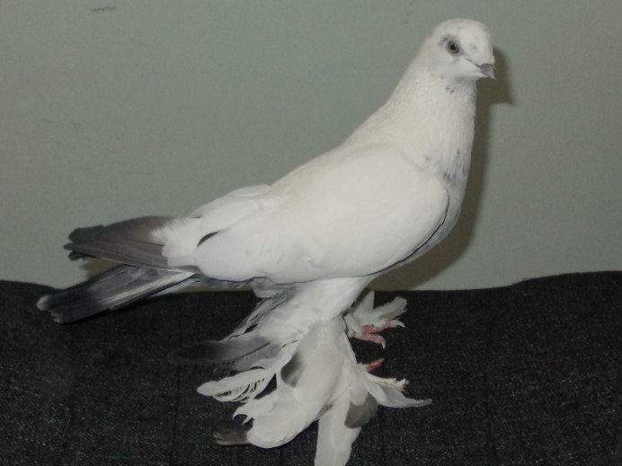 Бакинские цветнохвостые бойные голуби