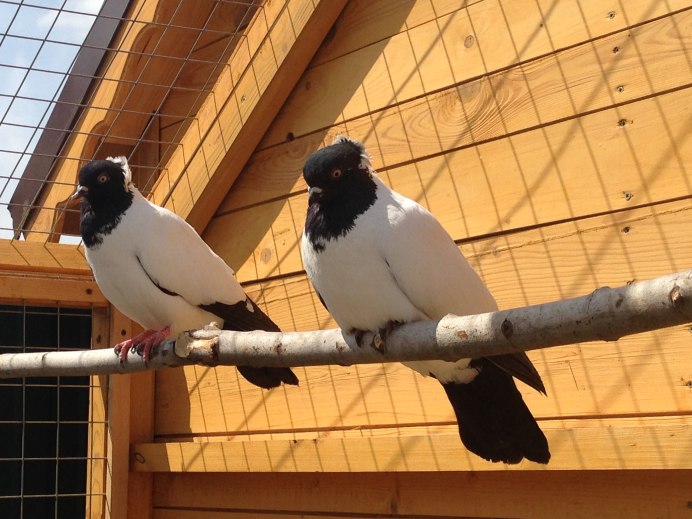 Голубь монах Турман