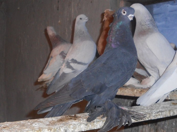 Спортивные голуби поляки