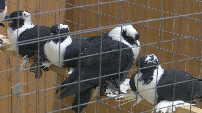 Порода голубей Московский монах