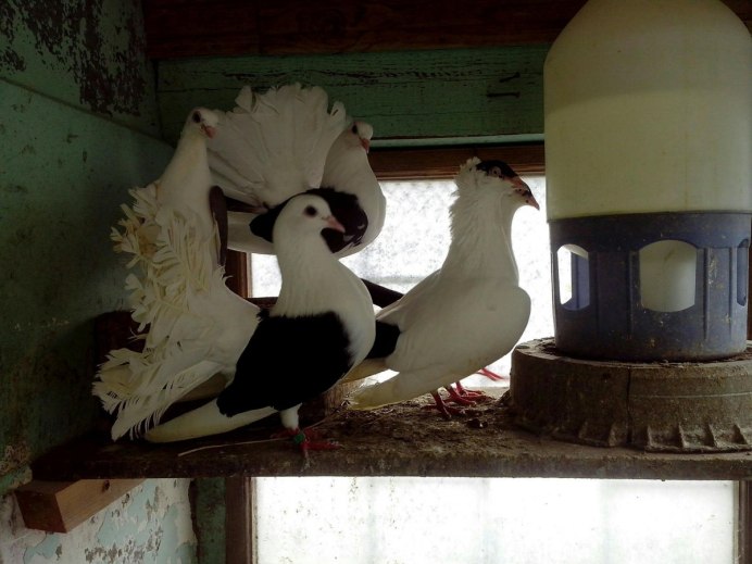 Порода голубей немецкий Кайзер
