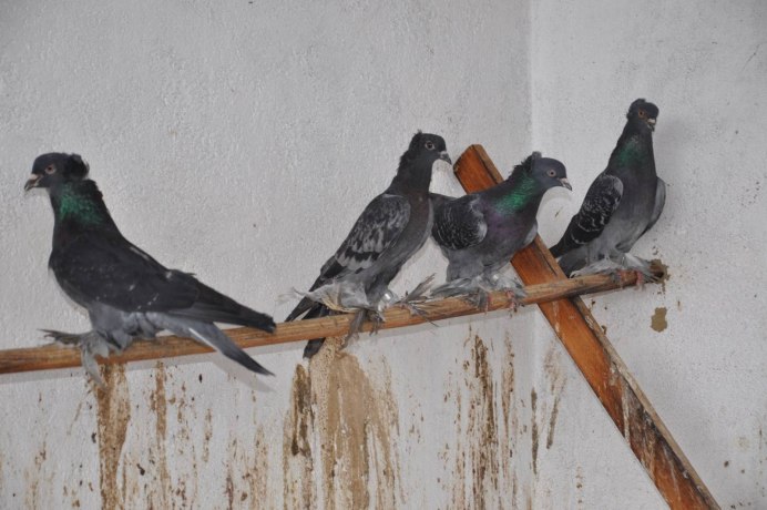 Голуби ленинаканские бойные