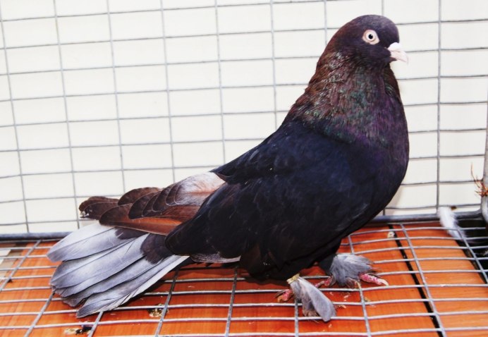 Голуби бойные Турманы