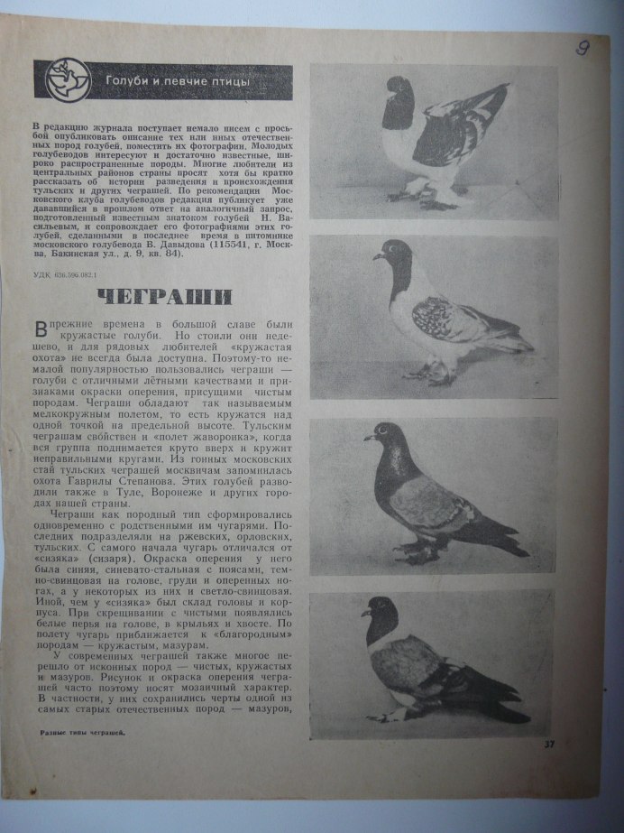 Голуби Калужские чеграши