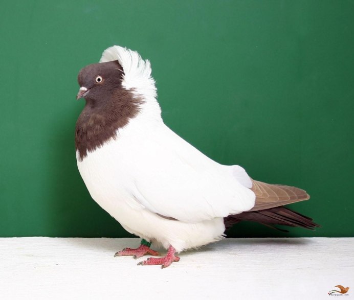 Голуби на авито