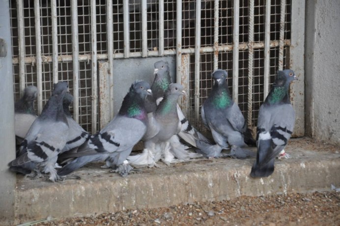 Голуби персы бойные