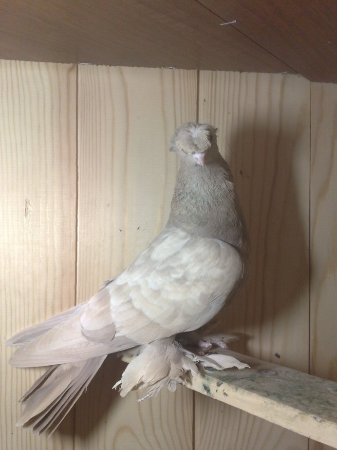 ПЕНДЖИКЕНТСКИЕ бойные голуби