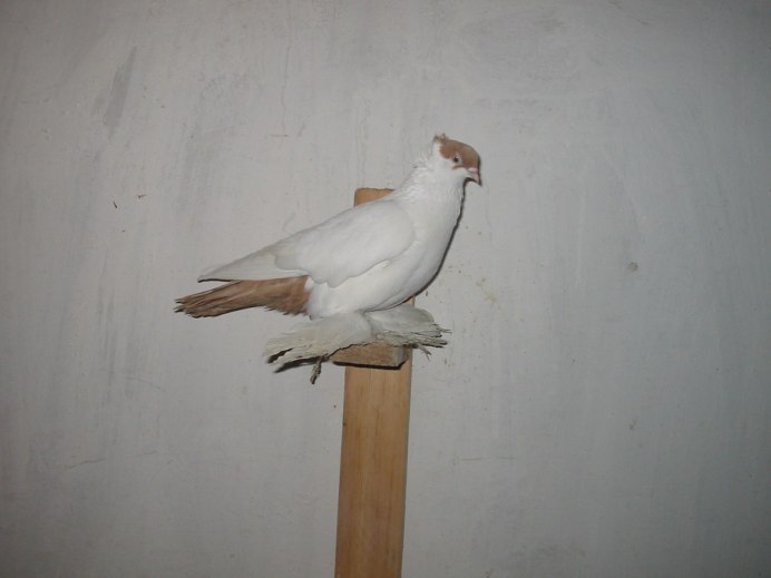 Голуби породы Каплан