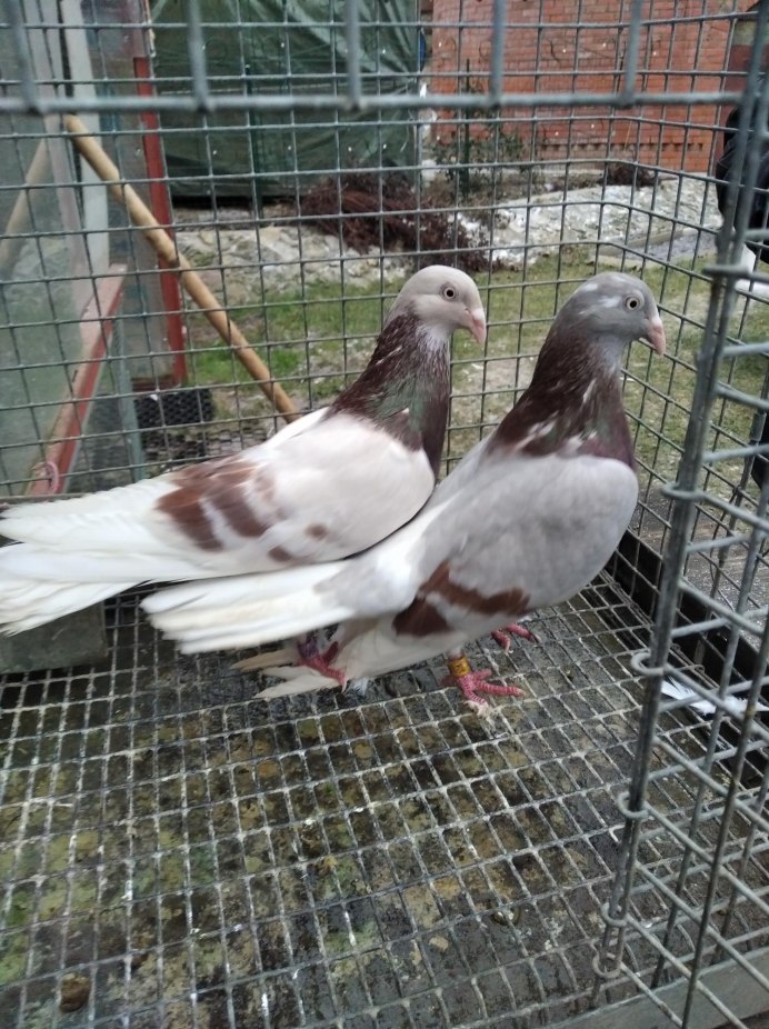 Узбекские бойные голуби